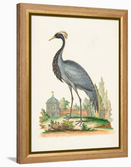 Antique Heron & Cranes II-George Edwards-Framed Stretched Canvas