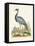 Antique Heron & Cranes II-George Edwards-Framed Stretched Canvas