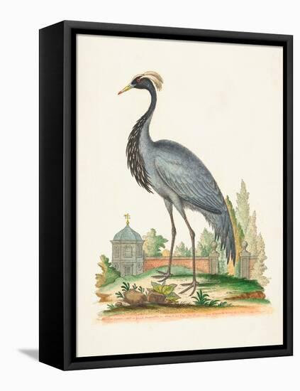 Antique Heron & Cranes II-George Edwards-Framed Stretched Canvas