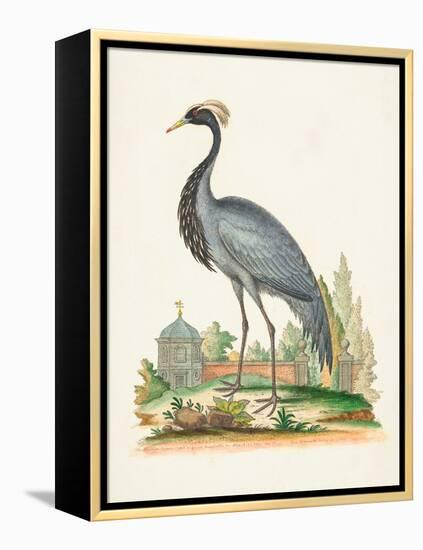 Antique Heron & Cranes II-George Edwards-Framed Stretched Canvas