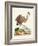 Antique Heron & Cranes III-George Edwards-Framed Art Print