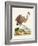 Antique Heron & Cranes III-George Edwards-Framed Art Print