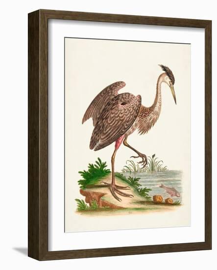 Antique Heron & Cranes III-George Edwards-Framed Art Print