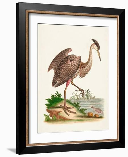 Antique Heron & Cranes III-George Edwards-Framed Art Print