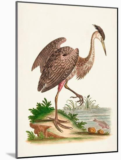 Antique Heron & Cranes III-George Edwards-Mounted Art Print
