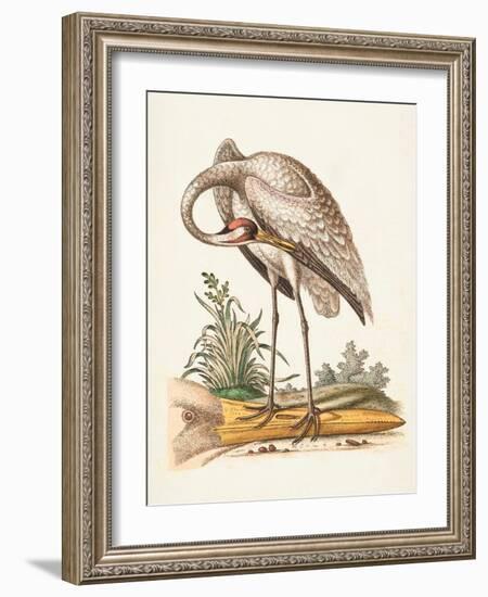 Antique Heron & Cranes IV-George Edwards-Framed Art Print