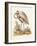 Antique Heron & Cranes IV-George Edwards-Framed Art Print