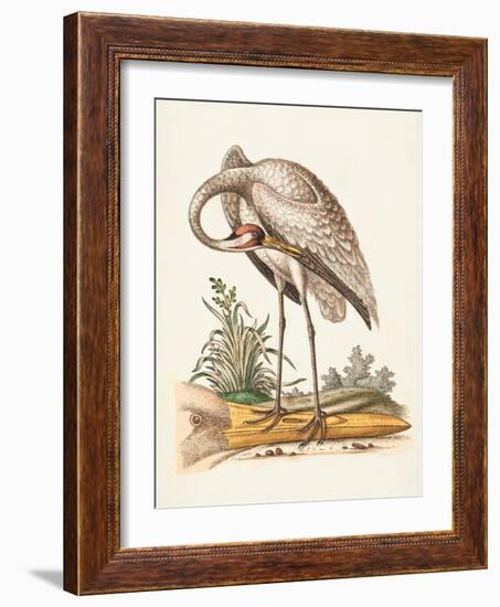 Antique Heron & Cranes IV-George Edwards-Framed Art Print