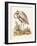 Antique Heron & Cranes IV-George Edwards-Framed Art Print