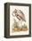 Antique Heron & Cranes IV-George Edwards-Framed Stretched Canvas