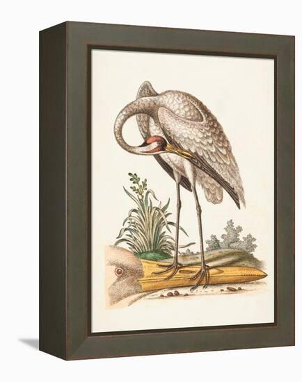 Antique Heron & Cranes IV-George Edwards-Framed Stretched Canvas