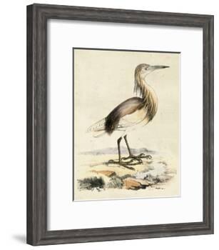 Antique Heron I-null-Framed Art Print