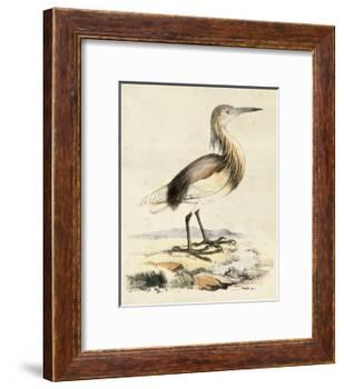 Antique Heron I-null-Framed Art Print
