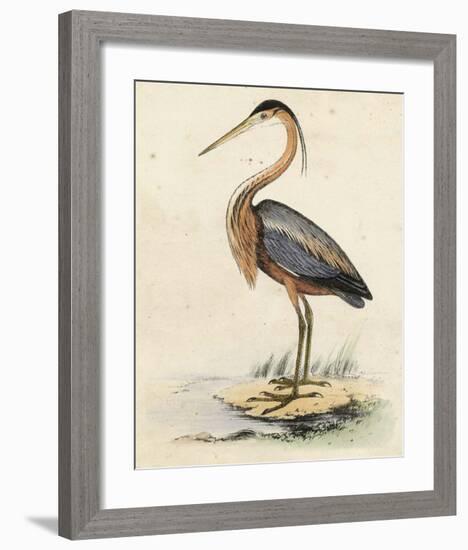 Antique Heron II-null-Framed Giclee Print