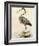 Antique Heron II-null-Framed Giclee Print