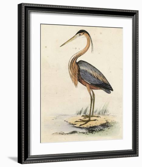 Antique Heron II-null-Framed Giclee Print