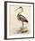 Antique Heron II-null-Framed Giclee Print