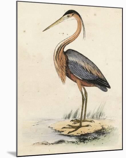 Antique Heron II-null-Mounted Giclee Print