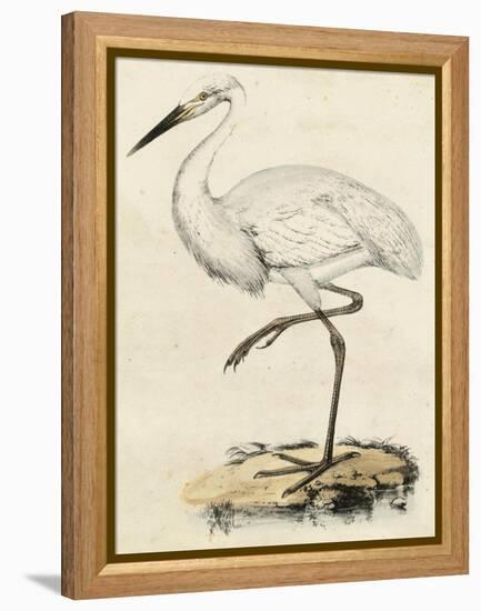 Antique Heron III-null-Framed Stretched Canvas