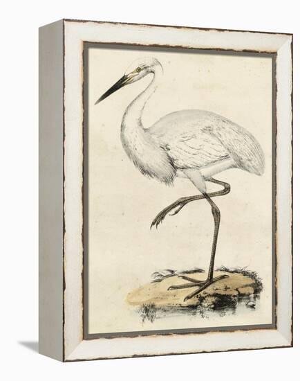 Antique Heron III-null-Framed Stretched Canvas