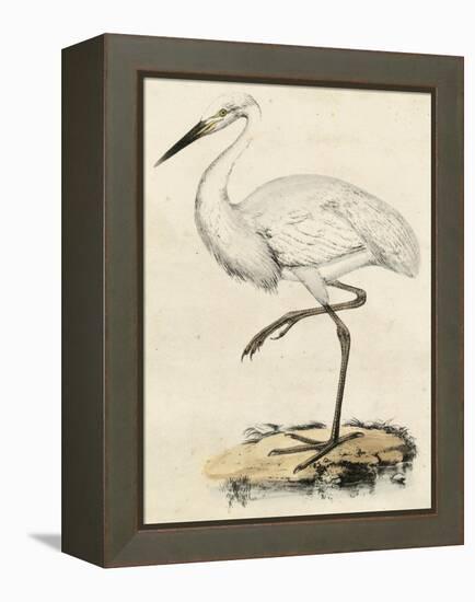 Antique Heron III-null-Framed Stretched Canvas