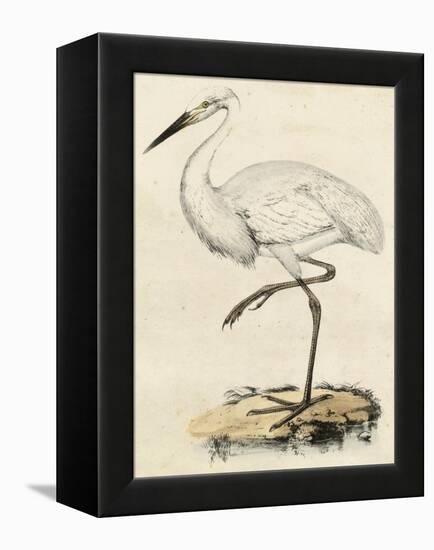 Antique Heron III-null-Framed Stretched Canvas