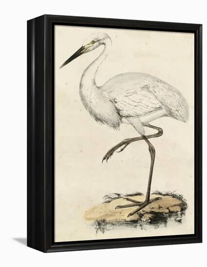 Antique Heron III-null-Framed Stretched Canvas