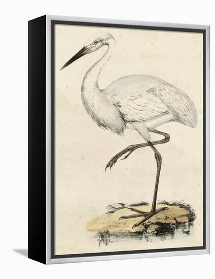 Antique Heron III-null-Framed Stretched Canvas