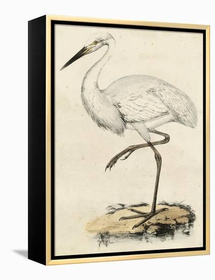 Antique Heron III-null-Framed Stretched Canvas