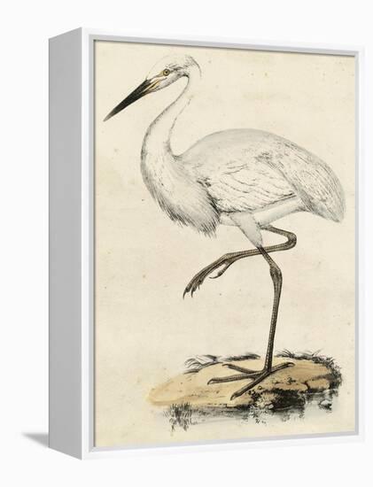 Antique Heron III-null-Framed Stretched Canvas