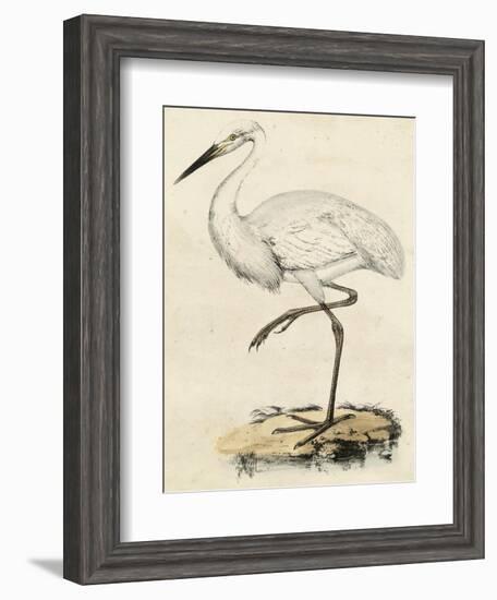 Antique Heron III-null-Framed Art Print