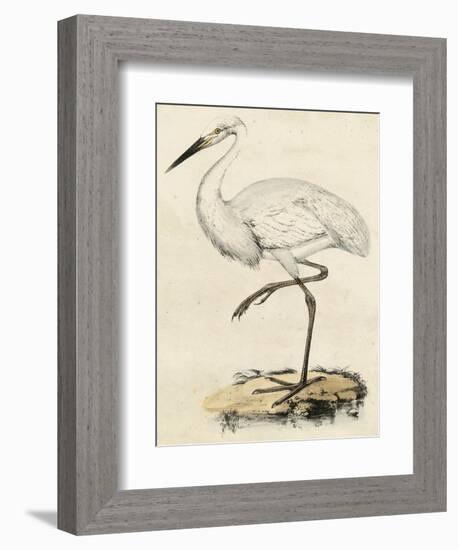 Antique Heron III-null-Framed Art Print