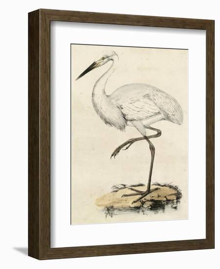 Antique Heron III-null-Framed Art Print