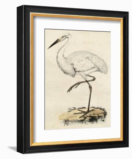 Antique Heron III-null-Framed Art Print