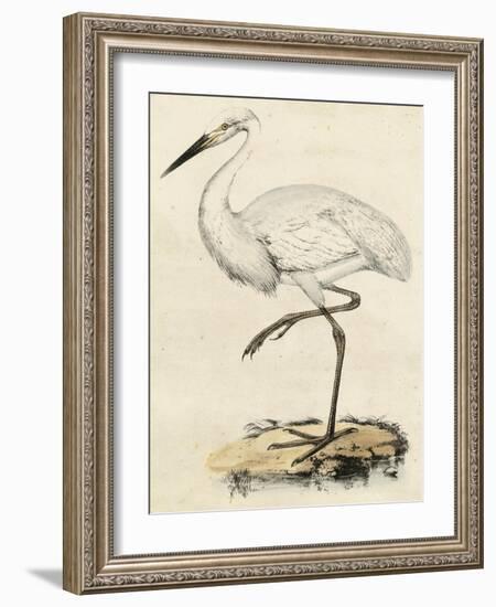 Antique Heron III-null-Framed Art Print