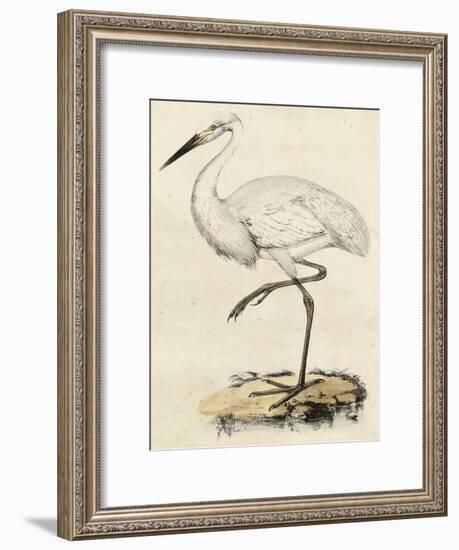 Antique Heron III-null-Framed Art Print