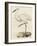 Antique Heron III-null-Framed Art Print