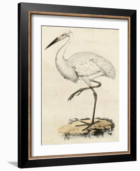 Antique Heron III-null-Framed Art Print