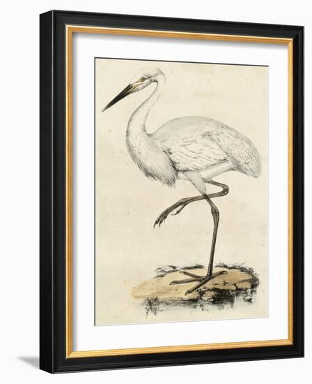 Antique Heron III-null-Framed Art Print