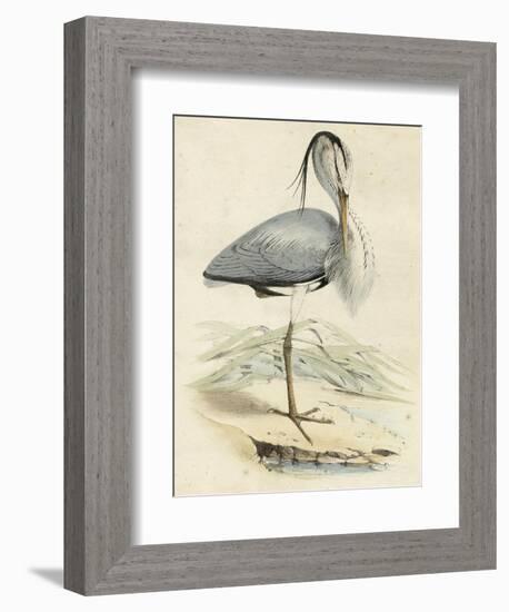 Antique Heron IV-null-Framed Art Print