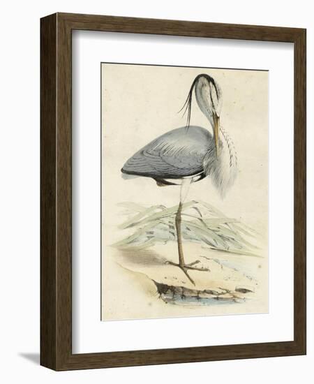 Antique Heron IV--Framed Art Print