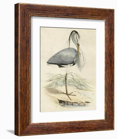 Antique Heron IV--Framed Art Print