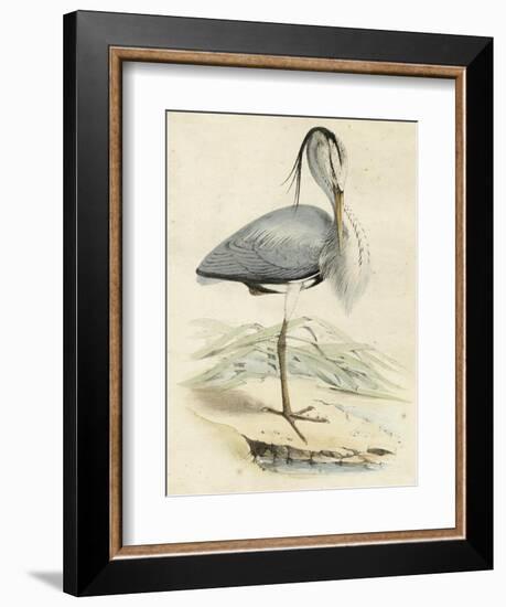 Antique Heron IV-null-Framed Art Print