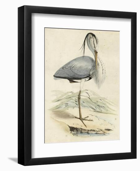 Antique Heron IV--Framed Art Print