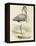 Antique Heron IV-null-Framed Stretched Canvas