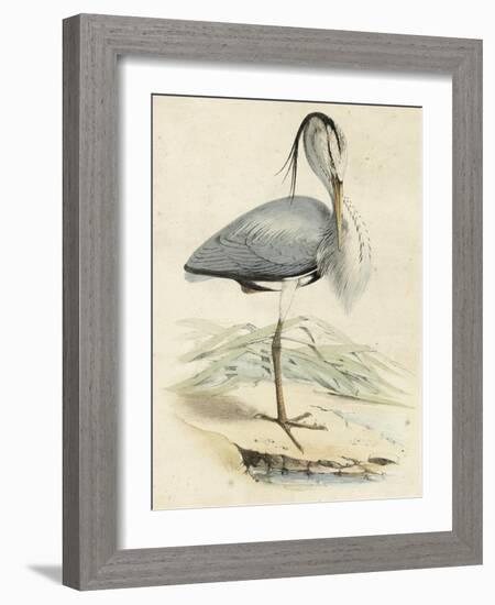 Antique Heron IV-null-Framed Art Print