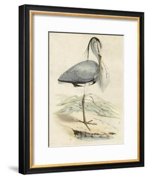 Antique Heron IV-null-Framed Art Print