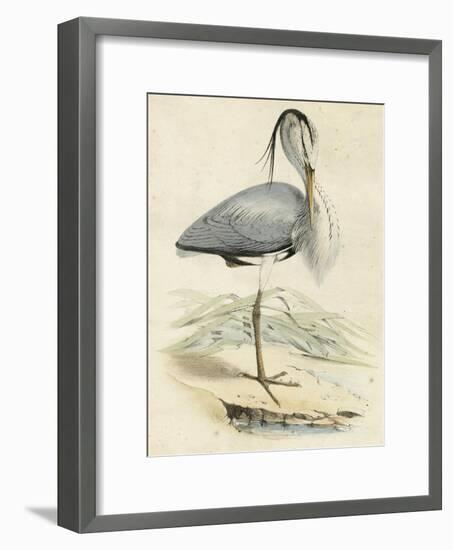 Antique Heron IV-null-Framed Art Print