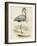 Antique Heron IV-null-Framed Art Print