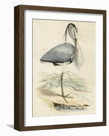 Antique Heron IV-null-Framed Art Print